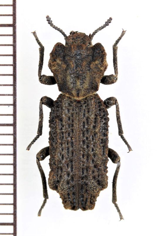 アトコブゴミムシダマシ ♂ 山梨県 - Insect Islands 〜南の島の昆虫