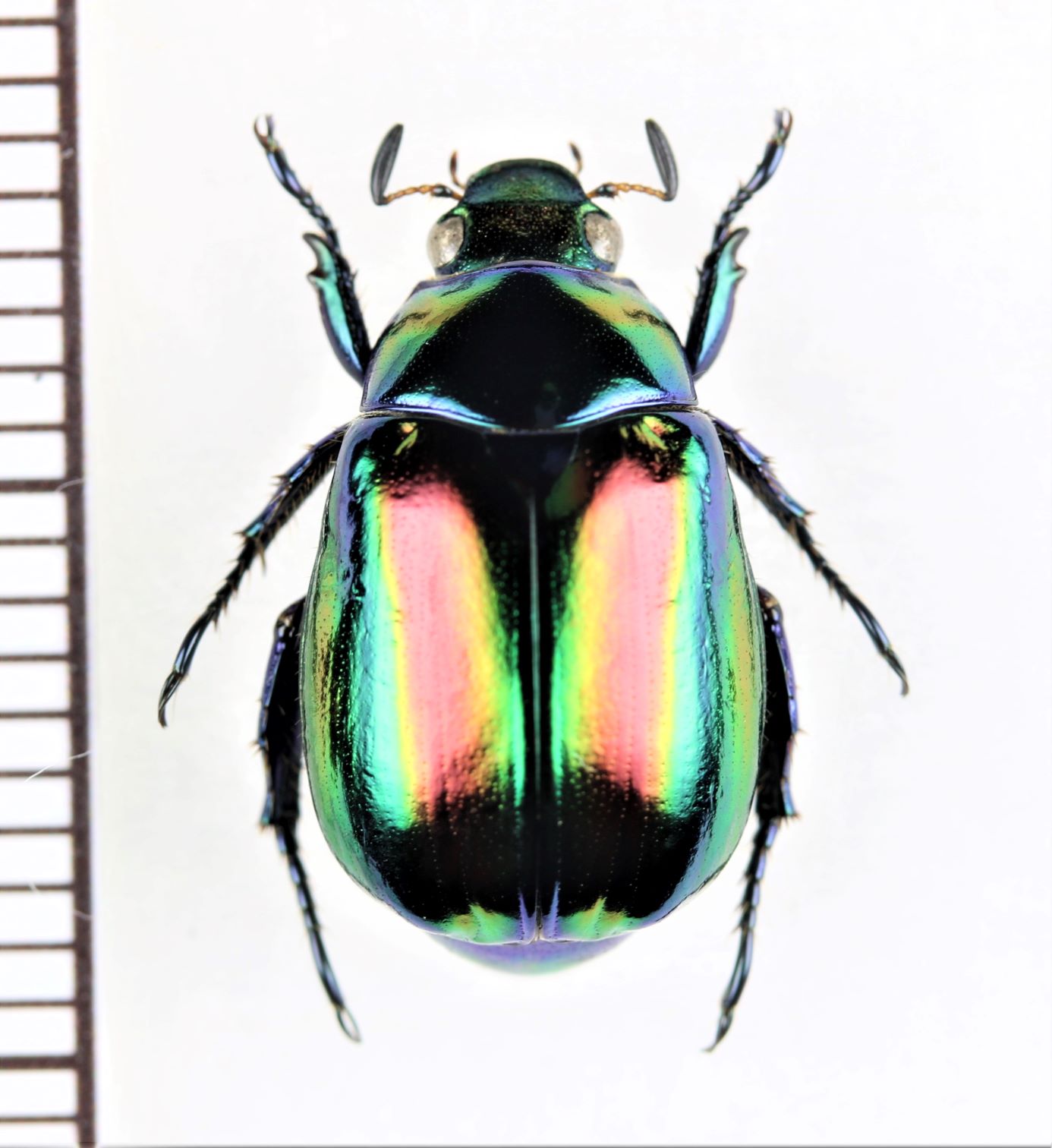 コガネムシの一種 Mimela ohausi ラオス - Insect Islands 〜南の島の