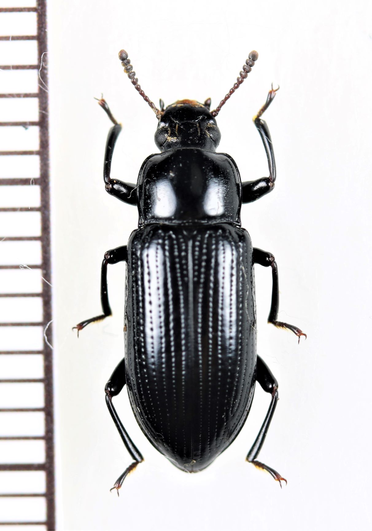 オオツヤホソゴミムシダマシ ♀ 徳之島 - Insect Islands 〜南の島の