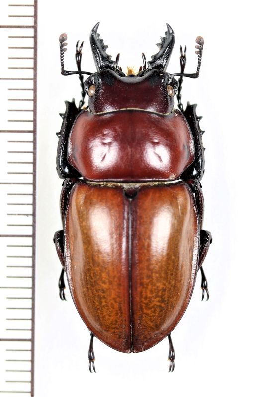 チャイロマルバネクワガタ ♂31.3mm 石垣島 - Insect Islands 〜南の島