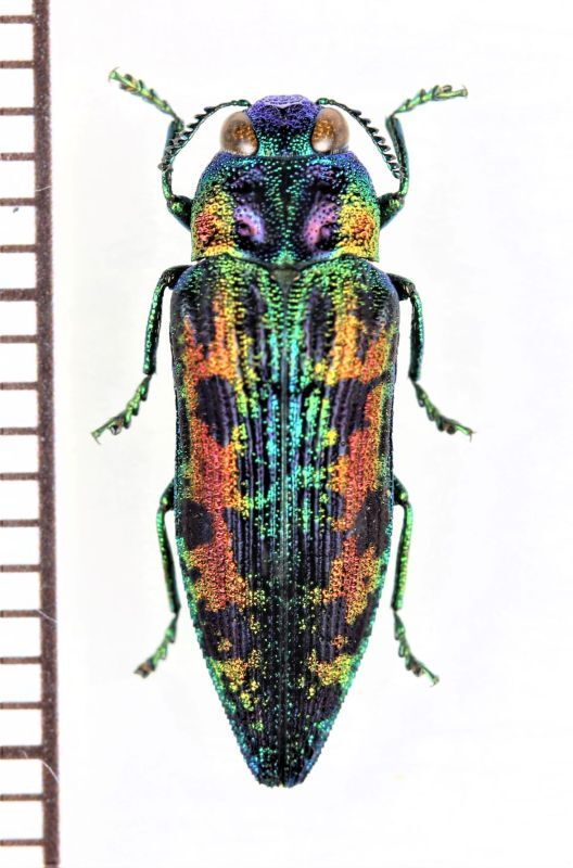 クロホシタマムシの一種 Ovalisia sp. ベトナム北東部 - Insect