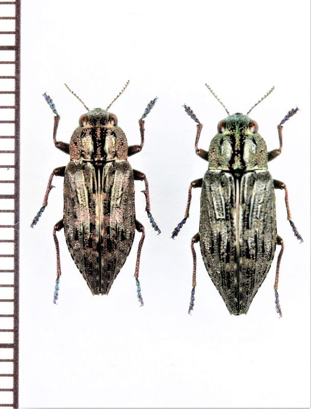 エ*ン様 メキシコ タマムシ 標本 未検品 GPSデータあり エ*ン様