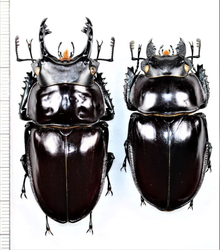 ヤエヤママルバネクワガタ 大型ペア ♂60.5mm♀50.8mm 石垣島 - Insect