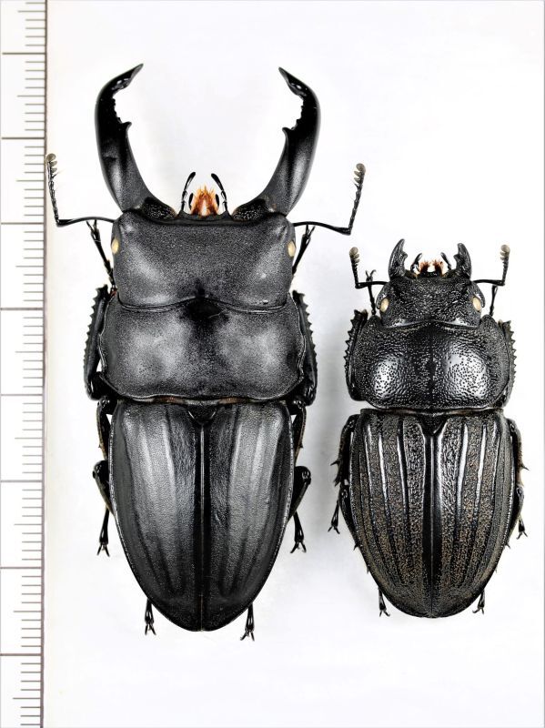 スジブトヒラタ大型♂標本 スジブトヒラタクワガタ 大型ペア ♂65.5mm
