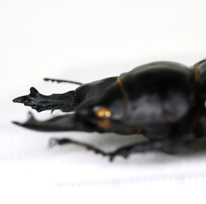 アマミマルバネクワガタ 特大ペア♂61.1mm♀52.1mm 奄美大島 - Insect