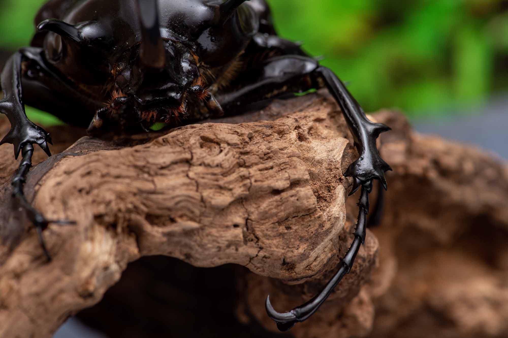 マルスゾウカブト | 虫の写真と生態なら昆虫写真図鑑「ムシミル」