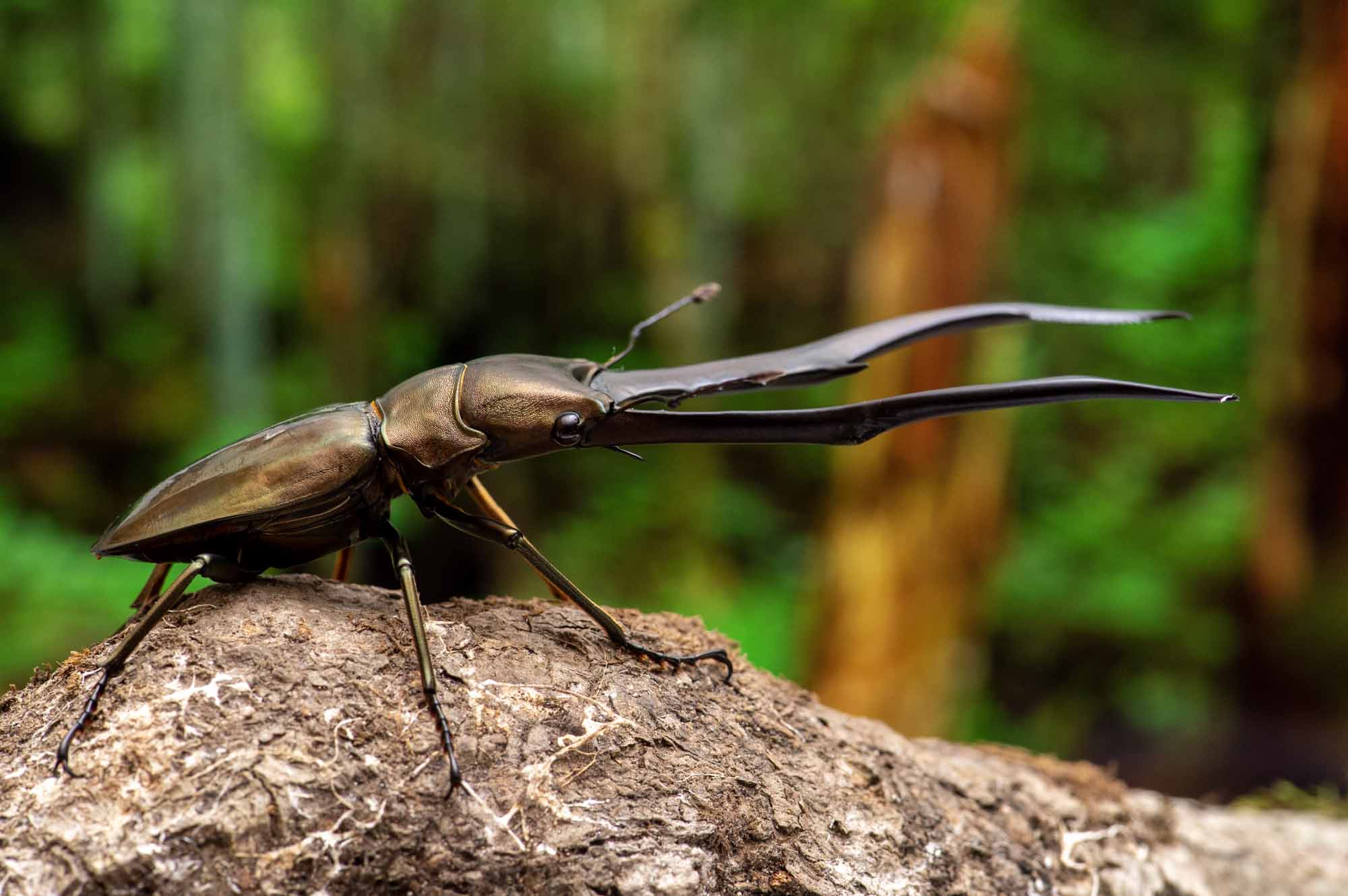 メタリフェルホソアカクワガタ | 虫の写真と生態なら昆虫写真図鑑