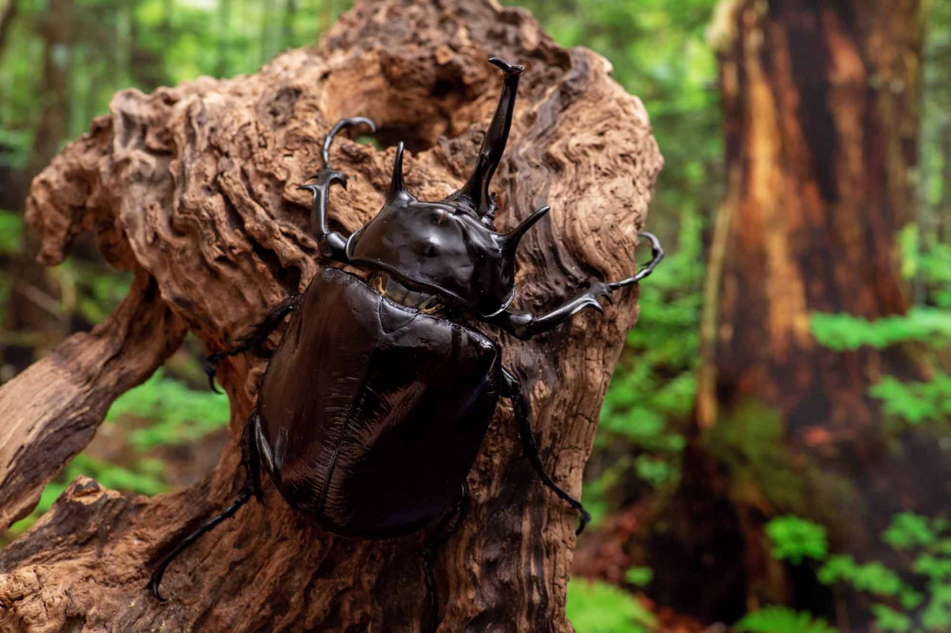 マルスゾウカブト | 虫の写真と生態なら昆虫写真図鑑「ムシミル」