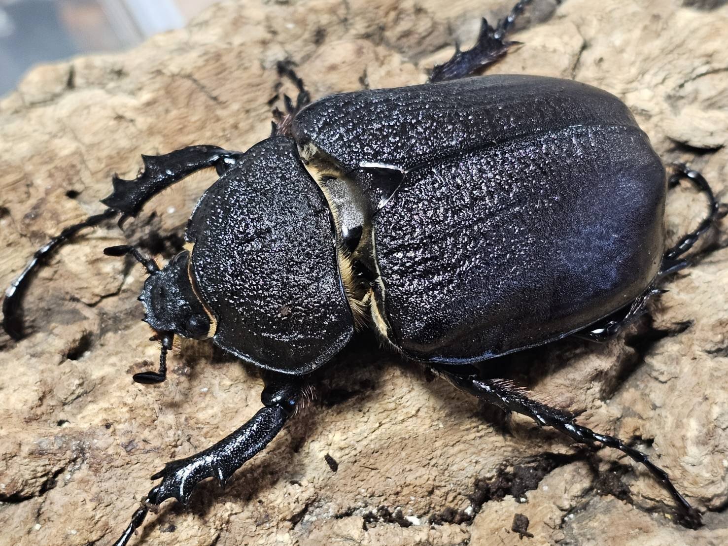 ヴァズデメロゾウカブト 107/78 成虫ペア - INSECT SHOP 美咲