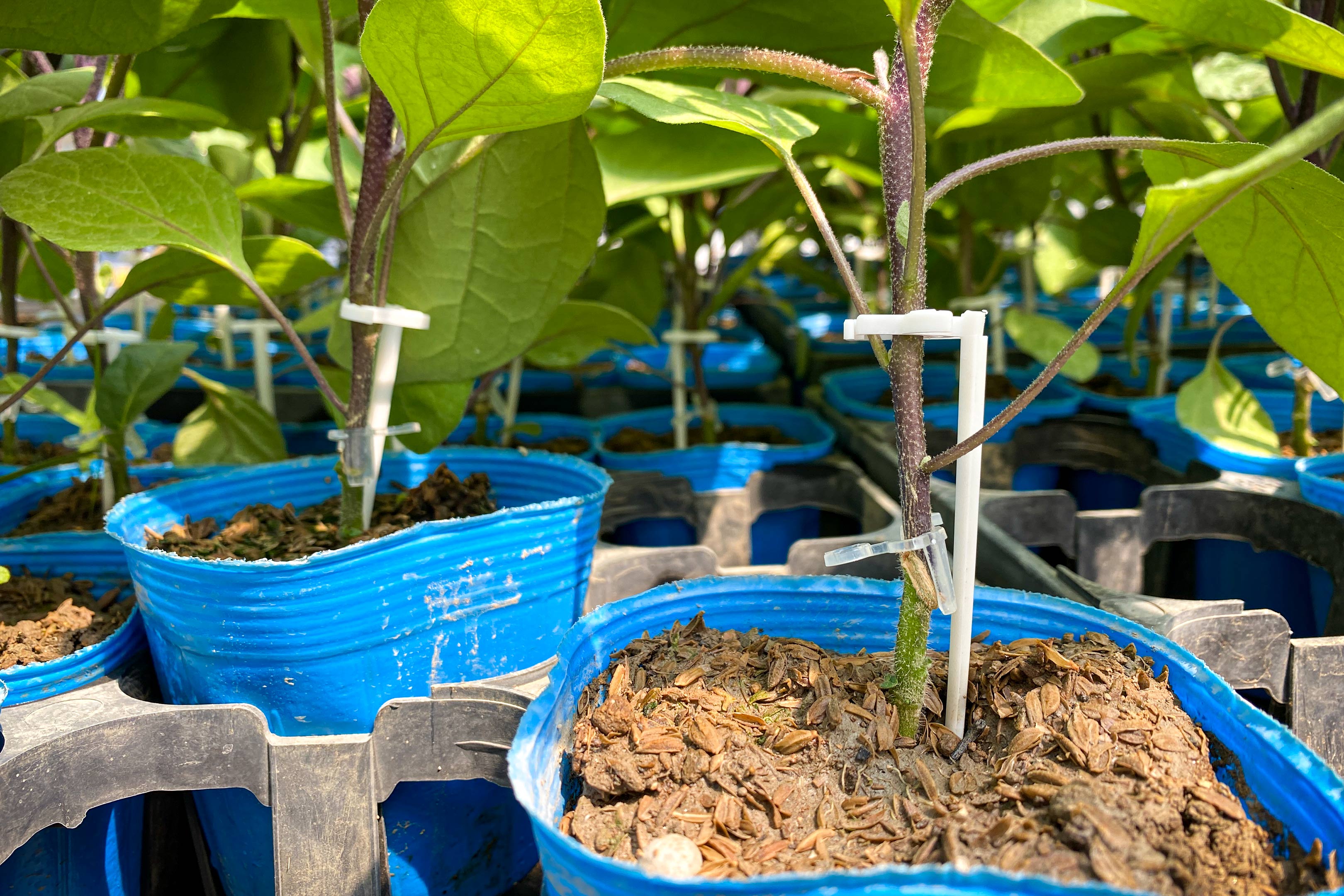 入手可能な時に苗を購入しておく | Simply mini J