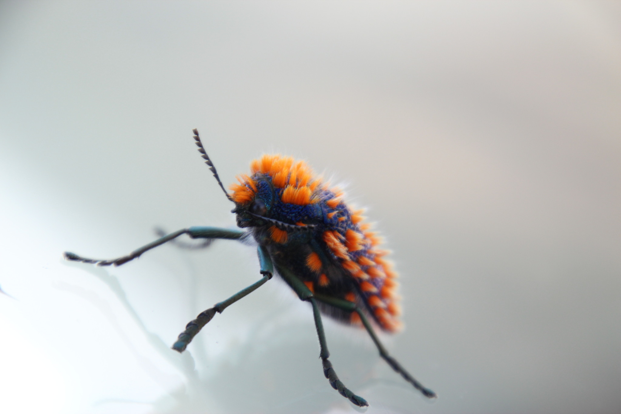 Julodis viridipes · iNaturalist