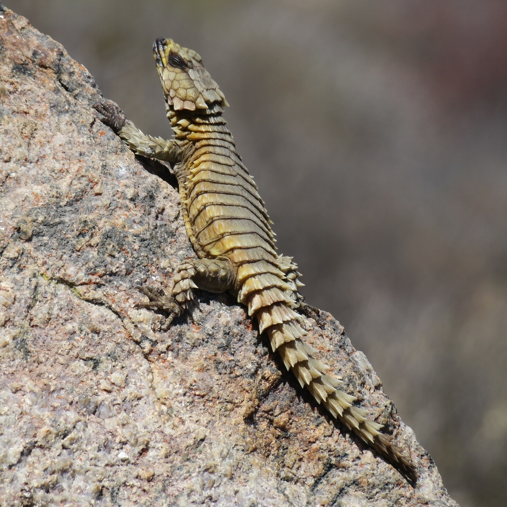 Girdle-tail Lizards (Family Cordylidae) · iNaturalist