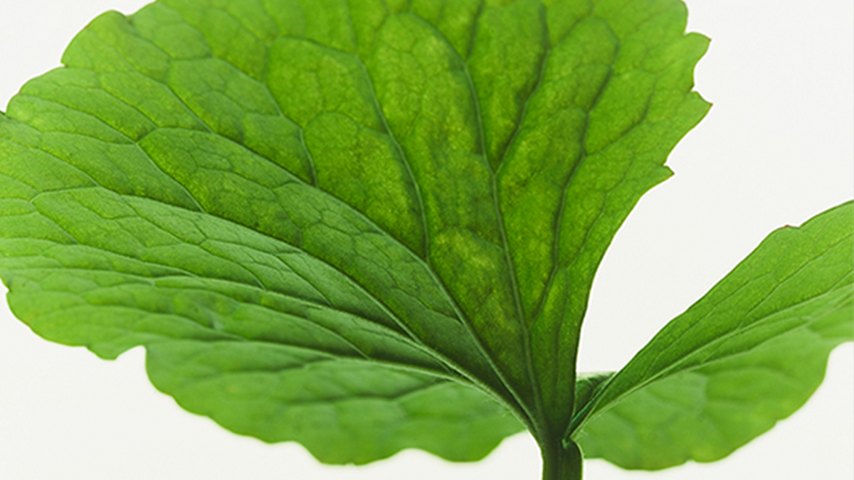 インセルダム日本公式代理店（INCELLDERM） ICD