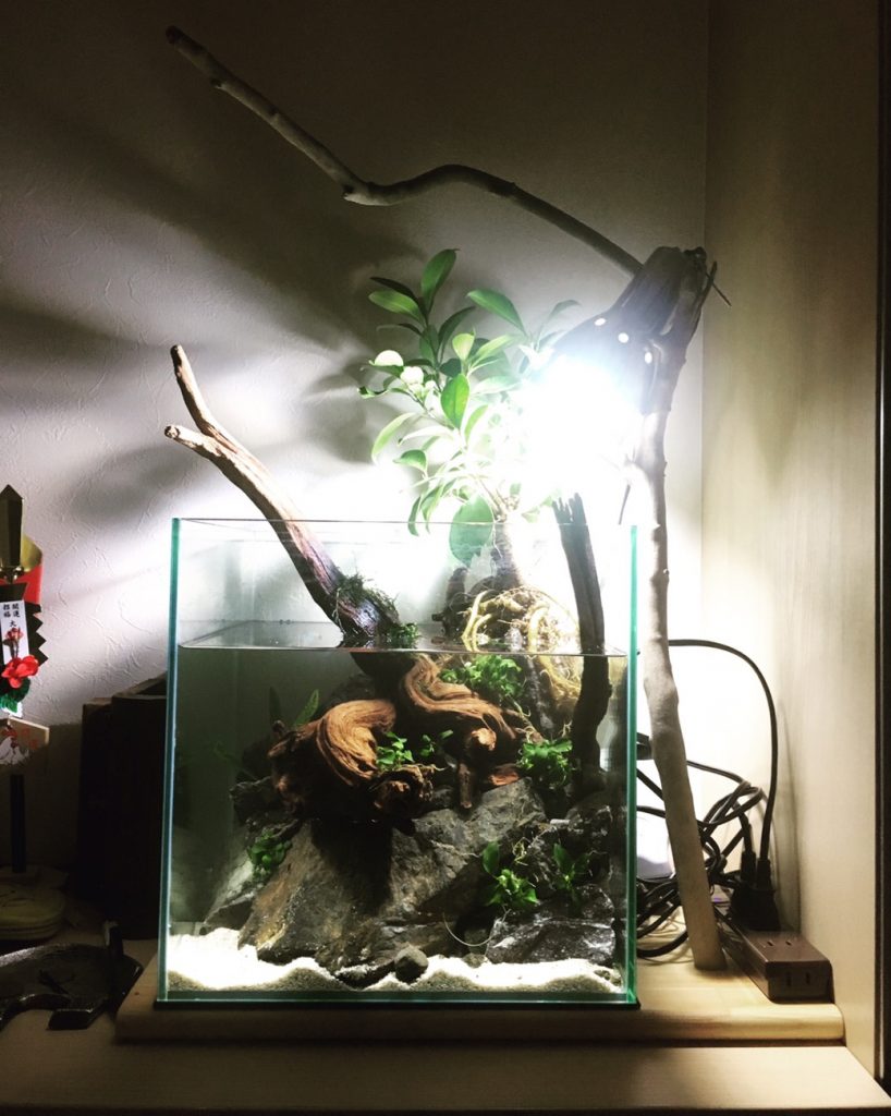 30cmキューブでアクアテラしてみた。