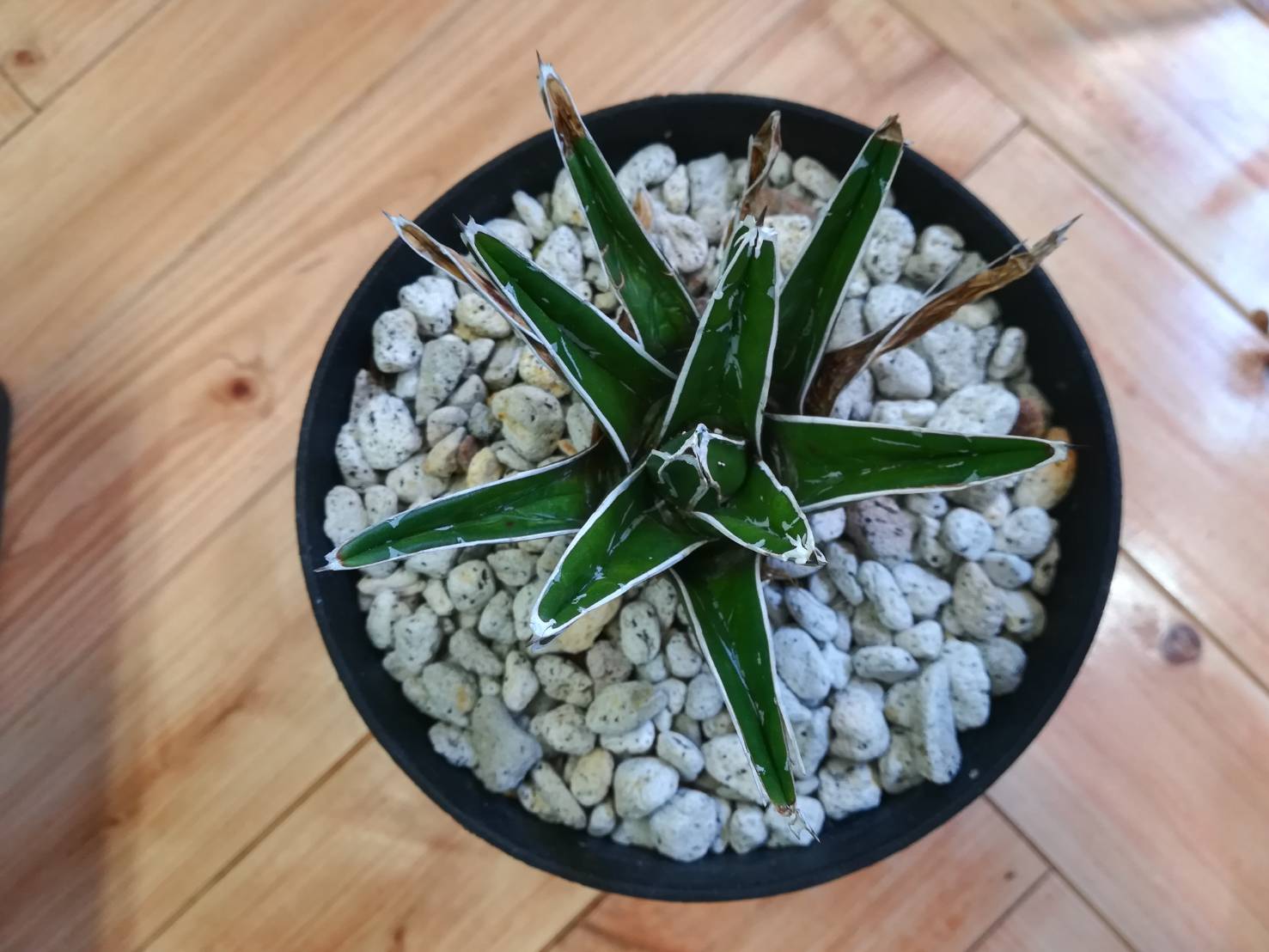 子株は吹くけど親株が一向に生長しないアガベを引っこ抜く。≪笹の雪