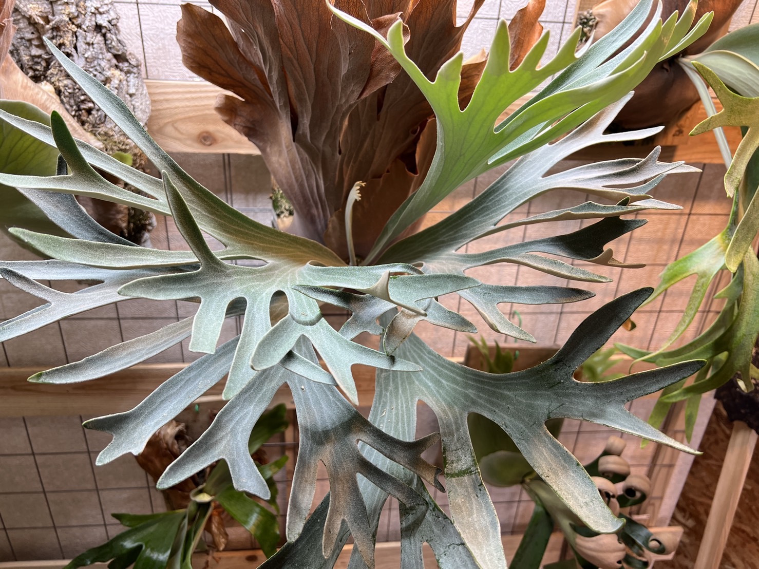 P.Pegasusというかっこよすぎビカクシダ。