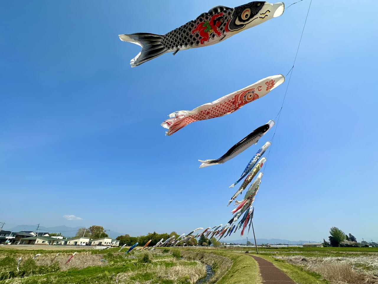 伊勢崎市】青空を泳ぐ鯉のぼり！2024年も粕川沿いに元気な鯉のぼりが