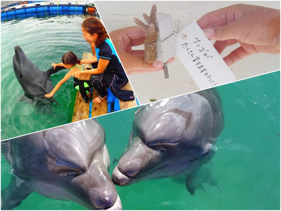 石垣島/11月〜3月限定】石垣島ならではの体験を☆イルカふれあい