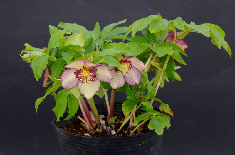 クリスマスローズ セミダブル ゴールド交配 花苗 開花株 蕾 野田園芸