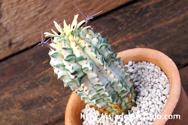 isla del pescado - Euphorbia stellispina f. variegata-群星冠錦