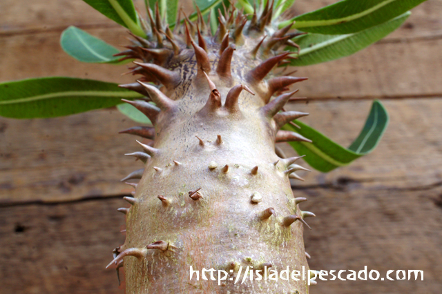isla del pescado - Pachypodium makayense-魔界玉