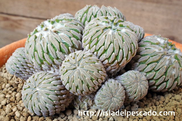 isla del pescado - Pelecyphora aselliformis-精巧丸