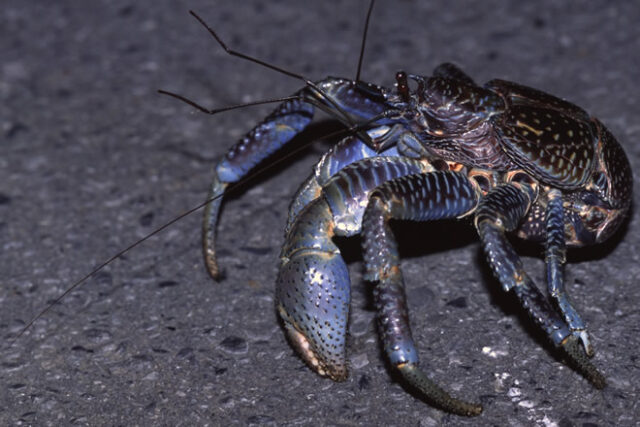 西表島で会える希少種「ヤシガニ」って？ | 西表島ツアーズ