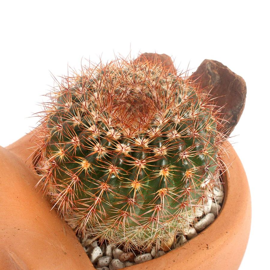 チャーム（charm） （多肉植物）おまかせサボテン アニマルテラコッタ