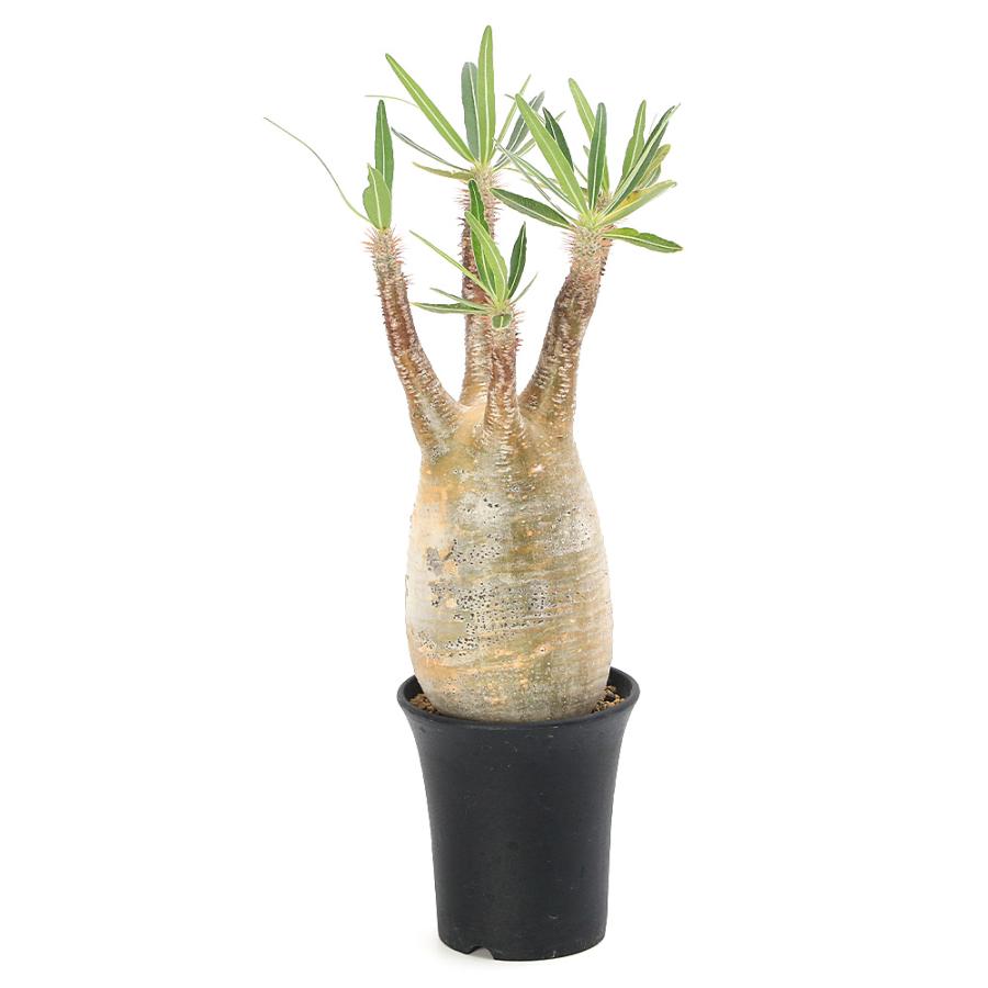 多肉植物）一点物 パキポディウム グラキリス 現地株 発根確認済み 3