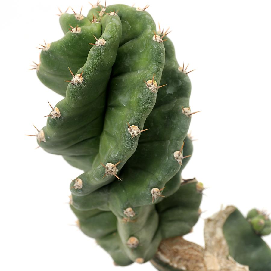 多肉植物）一点物 サボテン セレウス カスタネア スピラリス ブランチ