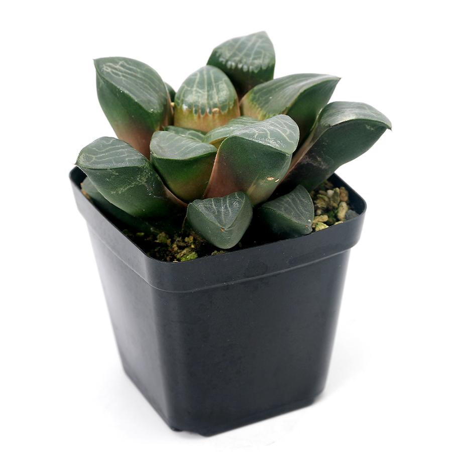多肉植物）ハオルチア 麗紋コレクタ 3号（1鉢） : チャーム charm