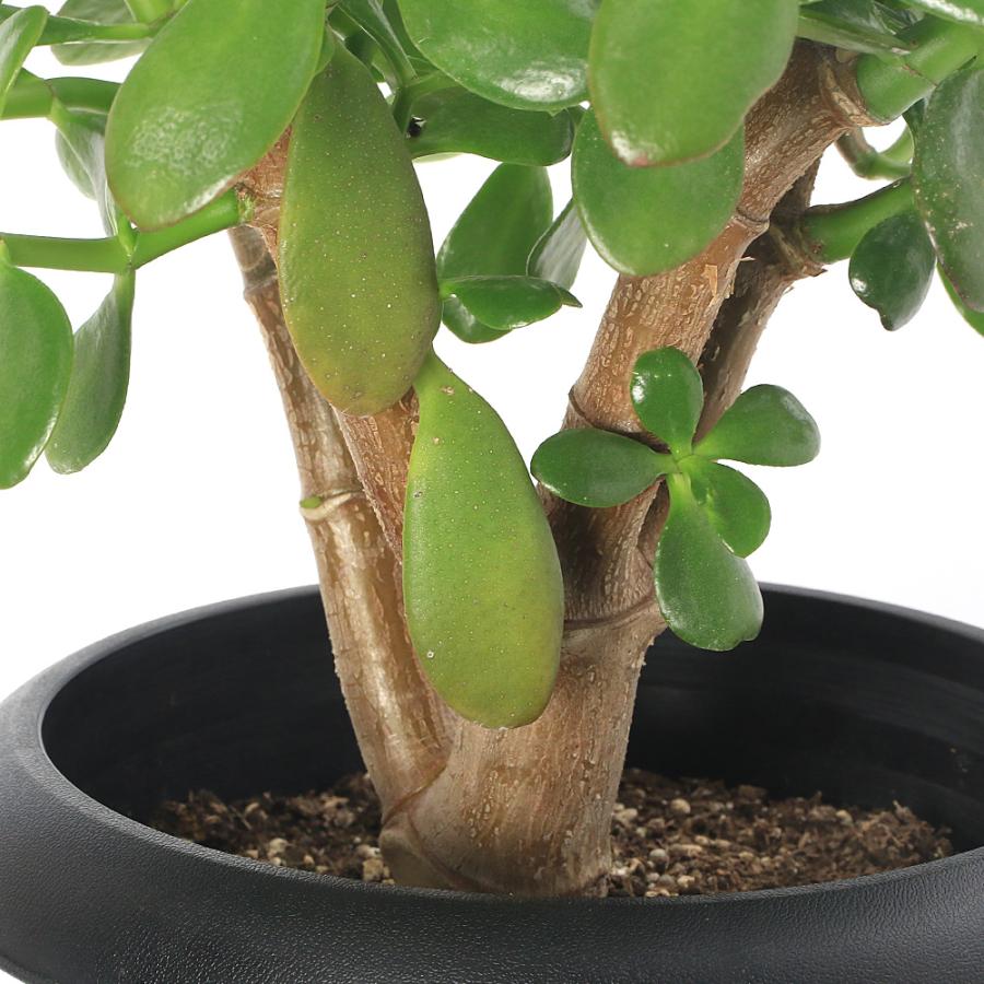 多肉植物）クラッスラ 花月（金のなる木） 8号（1鉢） : チャーム