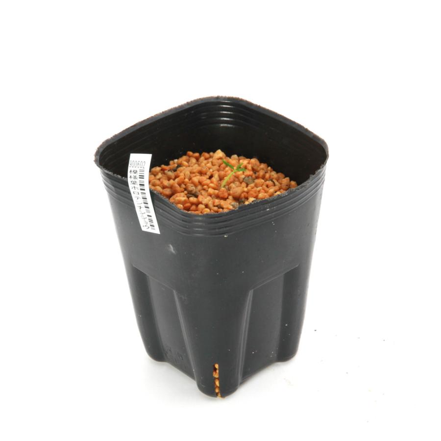 山野草）テンナンショウ（天南星）模様葉ホロテンナンショウ Sサイズ