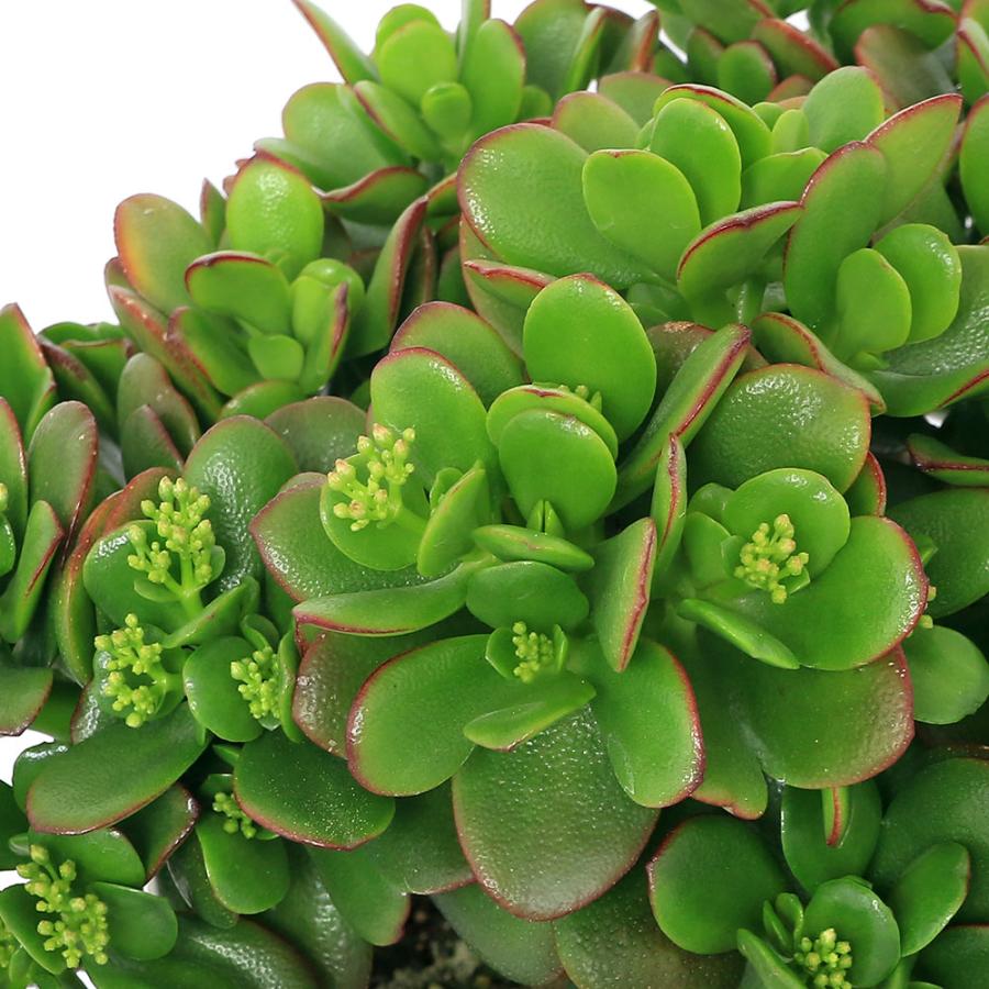 チャーム（charm） （多肉植物）クラッスラ 花月（金のなる木） 7号