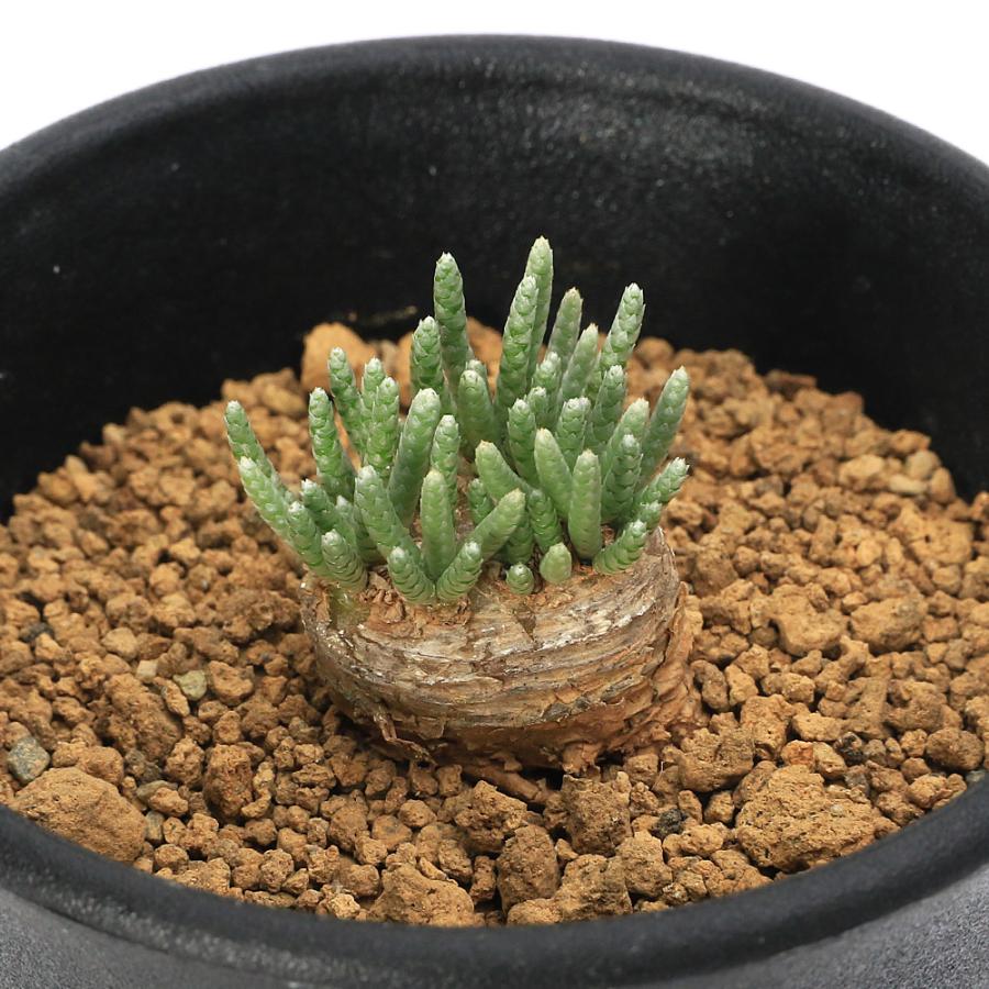 チャーム（charm） （多肉植物）アボニア クイナリアssp． アルス