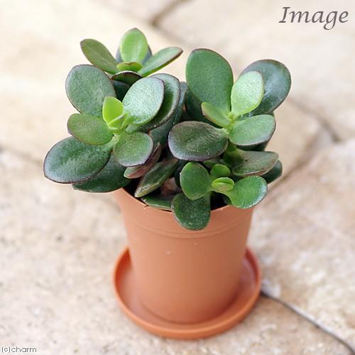 チャーム（charm） （多肉植物）クラッスラ 花月（金のなる木） 2号