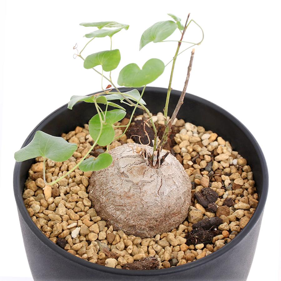 チャーム（charm） （多肉植物）ディオスコレア エレファンティぺス