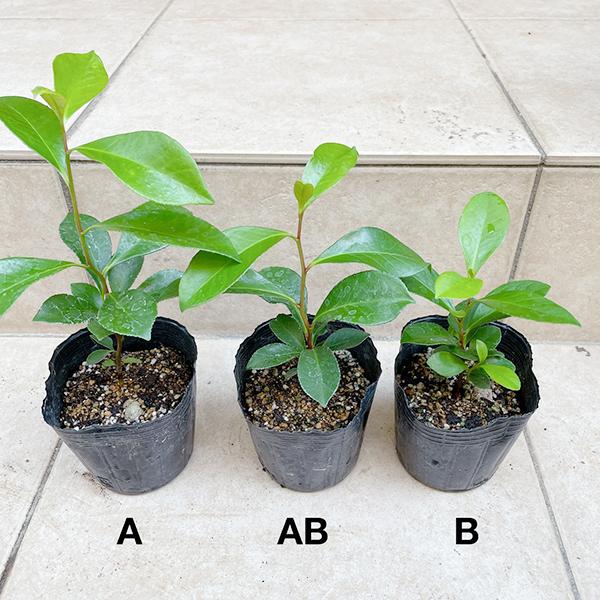 植物/本榊 実生苗 高め(A) 9cmポット1苗（月曜日発送：2月23日の週