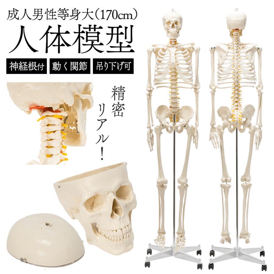 国際規格認証品】人体模型 骨格模型 骨格標本 成人男性等身大 170cm
