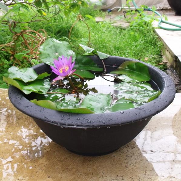 軽くて丈夫なスイレン鉢 直径45cmの大サイズ（黒）メダカにも
