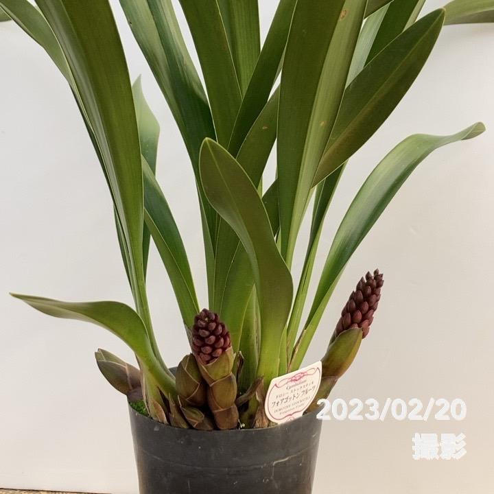 花芽5個以上＞フォアゴットンフルーツ 5号｜ミツバチ蘭｜洋蘭10-TU