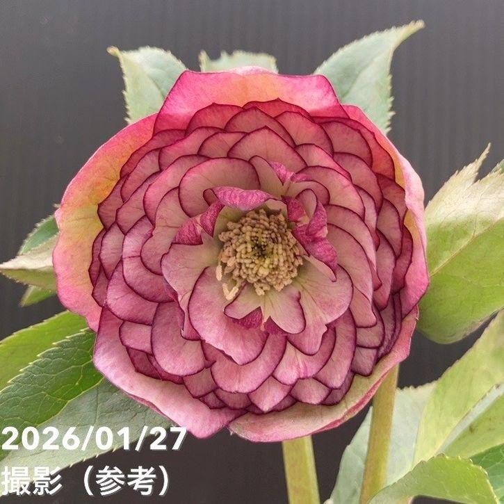 一点物】横山園芸 クリスマスローズ プリマドレス 4.5号（YK5）｜山野