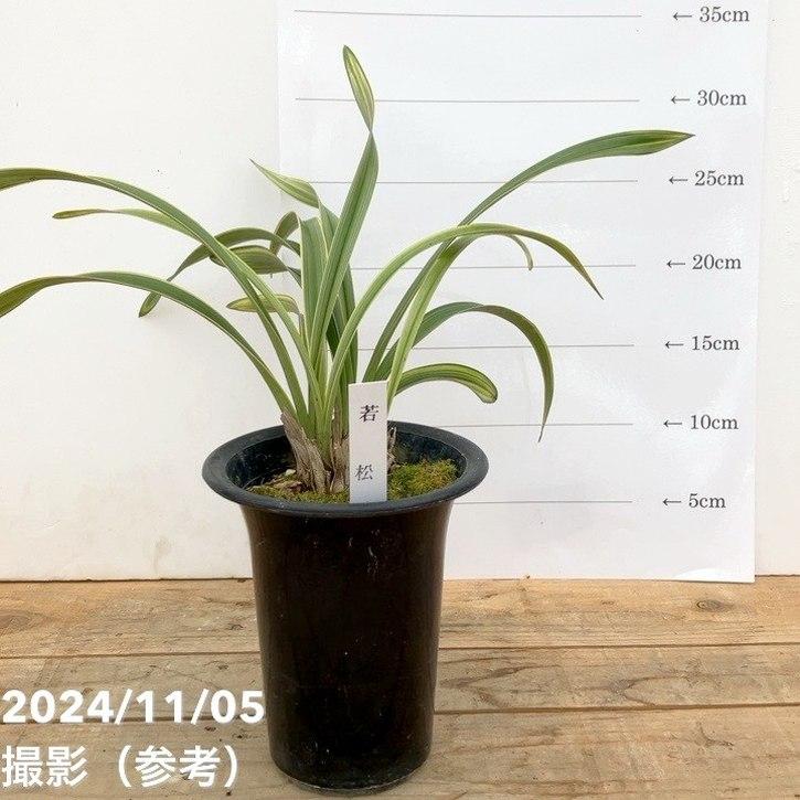 花芽付き＞キンリョウヘン 4号（品種お任せ）｜ミツバチ蘭｜洋蘭10-TU