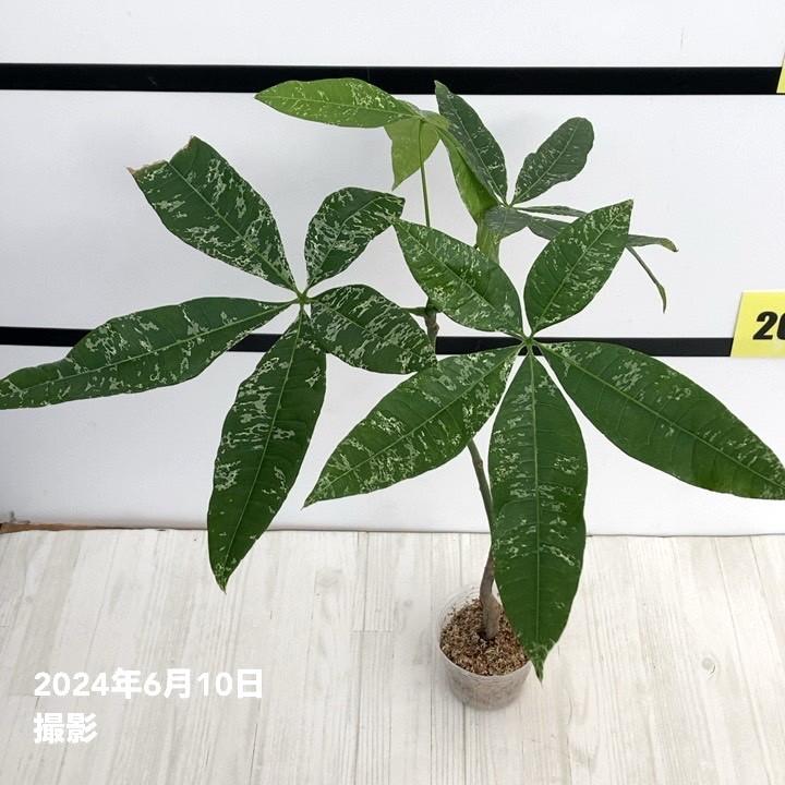 斑入りパキラ 実生 2.5号｜観葉10-TU : 赤塚植物園ヤフー店 - 通販