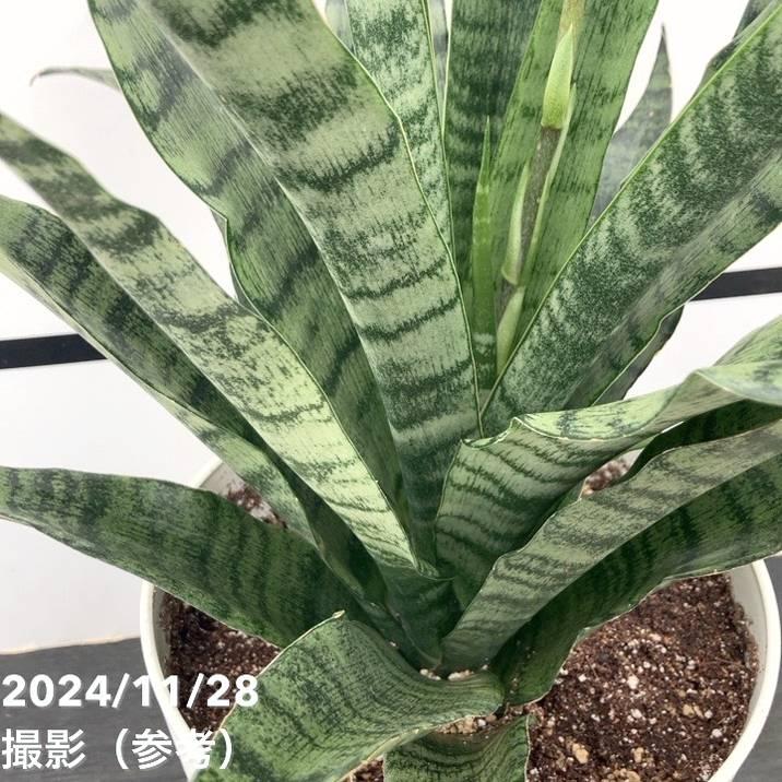 限定3鉢】サンスベリア 7号 ゼラニカハイブリッド｜観葉02-D2 : 赤塚