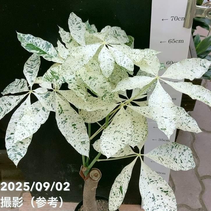 斑入りパキラ ミルキーウェイ 5号｜観葉04-PA : 赤塚植物園ヤフー店