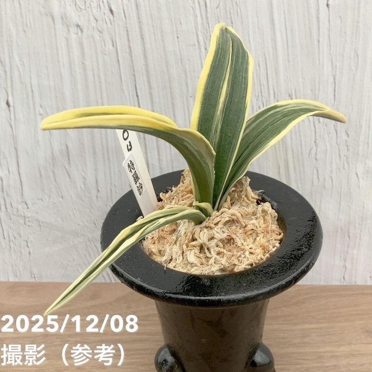 現品お届け】豊明園 万年青 オモト 特羅紗 陶器鉢（O13）｜観葉10-TU