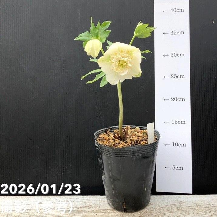 お買い得一点物咲き進み株】加藤農園 クリスマスローズ モーリー 4.5号