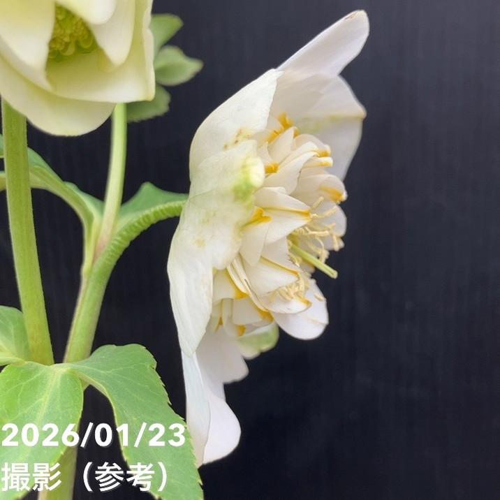 お買い得一点物咲き進み株】加藤農園 クリスマスローズ モーリー 4.5号