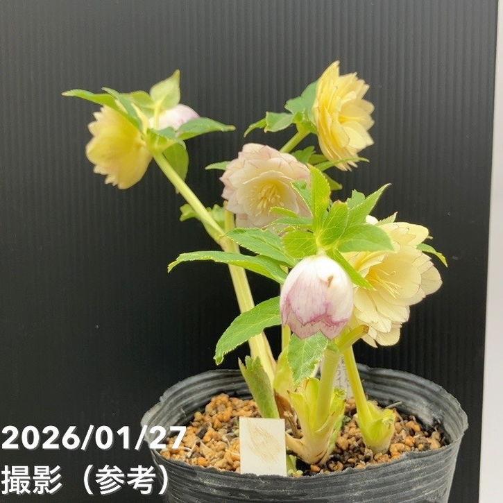 お買い得一点物咲き進み株】加藤農園 クリスマスローズ グラデーション